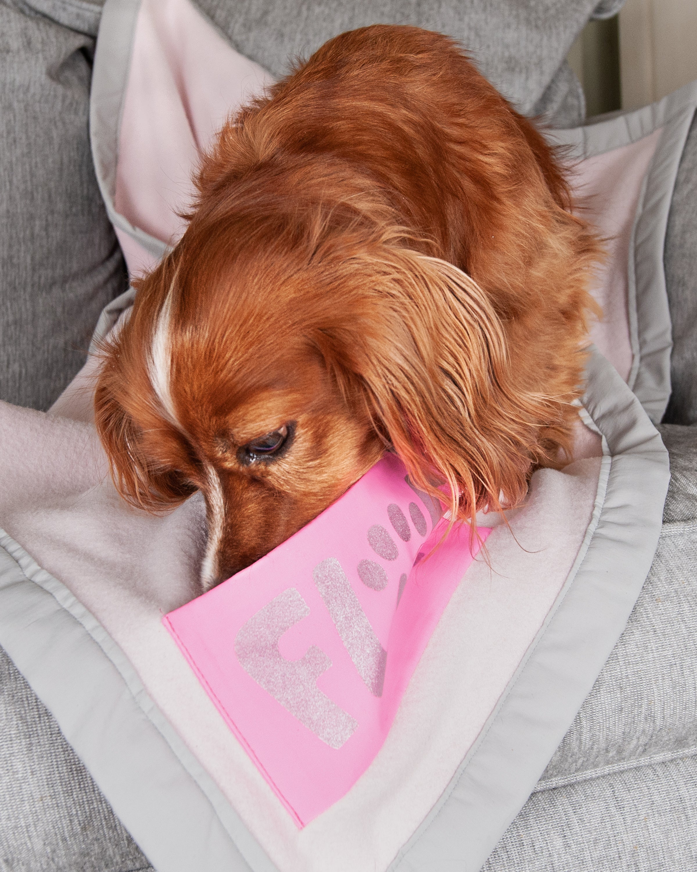 Rose Glows Pet Blanket Fluf Blankets